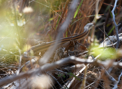 Salvadora lemniscata