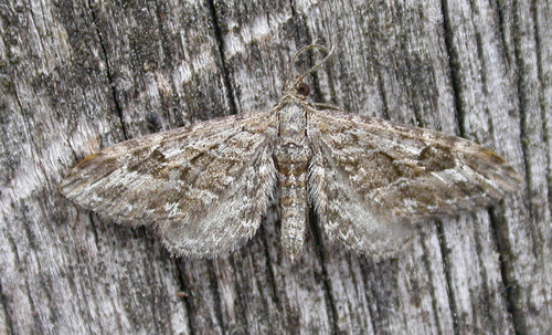 Narrow-winged Pug, photo 3 of 10