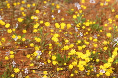 Waitzia nitida