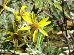 Senecio carnerensis