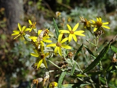 Senecio carnerensis