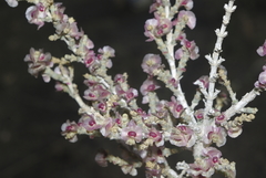 Salsoloideae