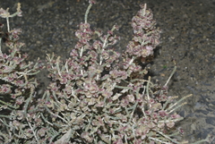 Salsoloideae