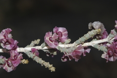 Salsoloideae