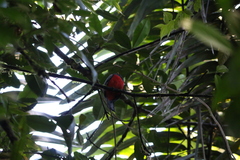 Trogon clathratus