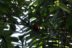 Trogon clathratus