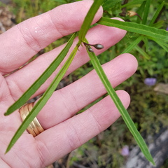 Solanum linearifolium