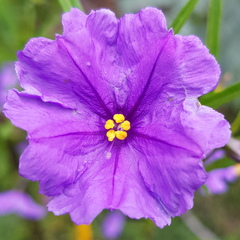 Solanum linearifolium