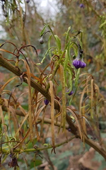 Solanum linearifolium