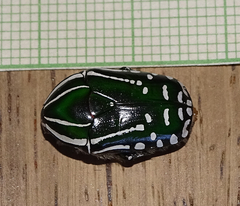 Rhabdotis semipunctata