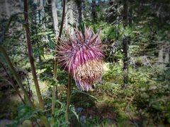 Cirsium novoleonense