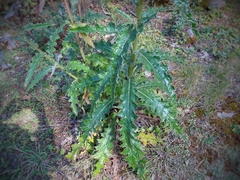 Cirsium novoleonense