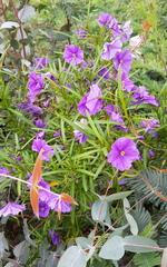 Solanum linearifolium