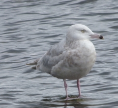 Larus argentatus × hyperboreus