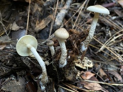 Pholiota decorata