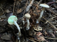 Pholiota decorata