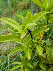 Dilophus nigrostigma