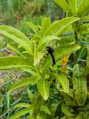 Dilophus nigrostigma