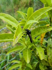 Dilophus nigrostigma