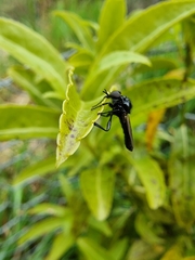 Dilophus nigrostigma