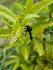 Dilophus nigrostigma