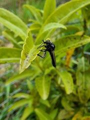 Dilophus nigrostigma