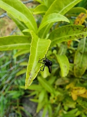 Dilophus nigrostigma