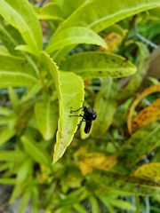 Dilophus nigrostigma