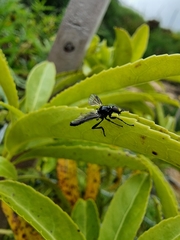 Dilophus nigrostigma