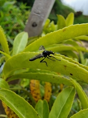 Dilophus nigrostigma