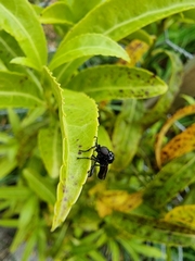 Dilophus nigrostigma