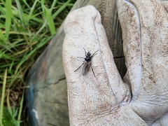 Dilophus nigrostigma