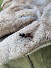 Dilophus nigrostigma