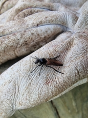 Dilophus nigrostigma