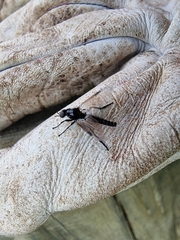 Dilophus nigrostigma