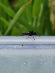 Dilophus nigrostigma