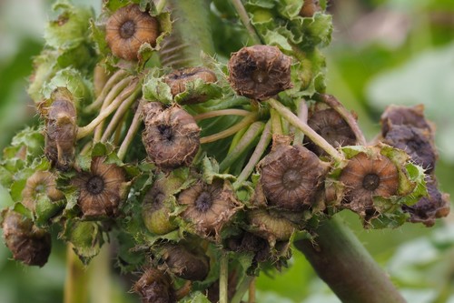 Malva pusilla iNat (2)