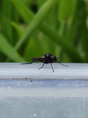 Dilophus nigrostigma