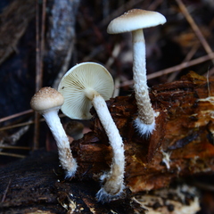 Pholiota decorata