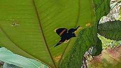 Ancyluris inca