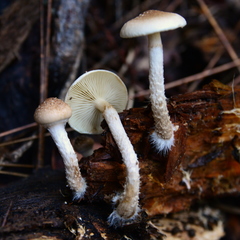 Pholiota decorata