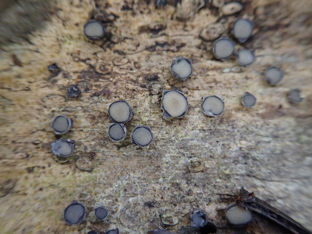 Pseudophacidium