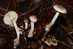 Pholiota decorata