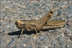 Macrolopholia