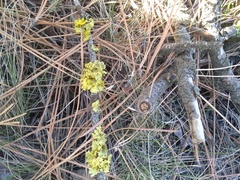 Vulpicida canadensis
