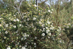 Agathosma planifolia