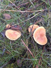 Gymnopus subsupinus