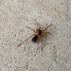 Leichhardteus
