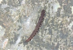 Leuropezos eungellensis