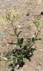 Nicotiana paa